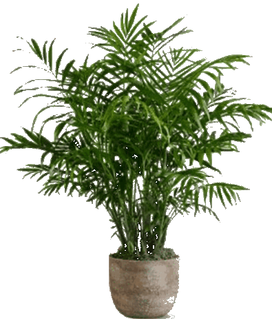 potted_palm